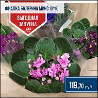 www.floristic.ru - .  -      