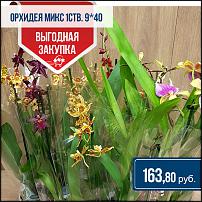 www.floristic.ru - .  -      