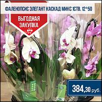 www.floristic.ru - .  -      