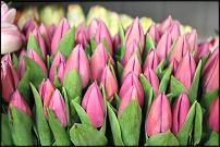 www.floristic.ru - .  -      