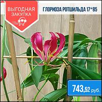 www.floristic.ru - .  -      