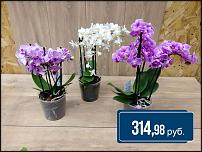 www.floristic.ru - .  -      