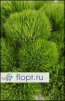 www.floristic.ru - .  -      