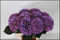 www.floristic.ru - .      