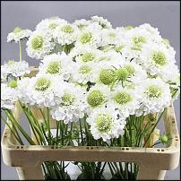 www.floristic.ru - .      