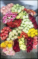 www.floristic.ru - .  -      