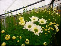 www.floristic.ru - .     ? -  