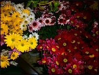 www.floristic.ru - .     ? -  