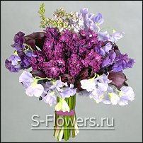 www.floristic.ru - . ́ ́ (. Láthyrus odorátus)