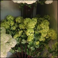 www.floristic.ru - .  , 