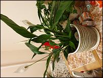 www.floristic.ru - Флористика. Помогите определить растение