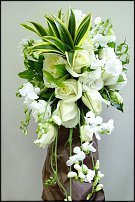 www.floristic.ru - . ́ ́ (. Láthyrus odorátus)