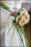 www.floristic.ru - . Gerbera - 