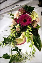 www.floristic.ru - . Gerbera - 