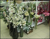 www.floristic.ru - .       - ?