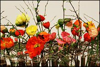 www.floristic.ru - Флористика. Мастера-флористы теперь есть и в России