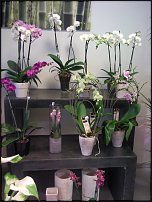 www.floristic.ru - .       - ?