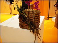 www.floristic.ru - .    ""   IPM 2011  