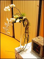 www.floristic.ru - .    ""   IPM 2011  