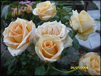 www.floristic.ru - .   .