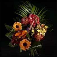 www.floristic.ru - .       - ?