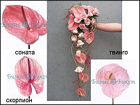 www.floristic.ru - . !!!!!