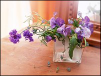 www.floristic.ru - .  .