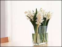 www.floristic.ru - .  .