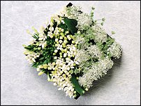 www.floristic.ru - .  .