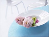 www.floristic.ru - .  .