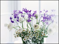 www.floristic.ru - .  .