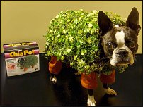 www.floristic.ru - . , !