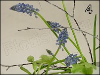 www.floristic.ru - .  - 2011 -  