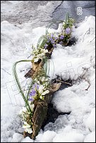 www.floristic.ru - .  - 2011 -  