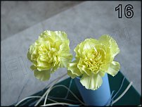 www.floristic.ru - .  - 2011 -  