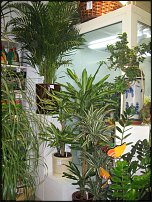 www.floristic.ru - Флористика. Экспонировать витрину и товар в ЦВЕТОЧНОМ магазине-это как?