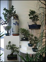 www.floristic.ru - Флористика. Экспонировать витрину и товар в ЦВЕТОЧНОМ магазине-это как?