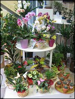 www.floristic.ru - Флористика. Экспонировать витрину и товар в ЦВЕТОЧНОМ магазине-это как?