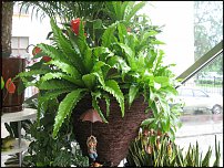 www.floristic.ru - Флористика. Экспонировать витрину и товар в ЦВЕТОЧНОМ магазине-это как?