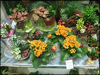 www.floristic.ru - Флористика. Экспонировать витрину и товар в ЦВЕТОЧНОМ магазине-это как?