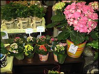 www.floristic.ru - Флористика. Экспонировать витрину и товар в ЦВЕТОЧНОМ магазине-это как?