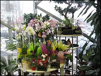 www.floristic.ru - Флористика. Экспонировать витрину и товар в ЦВЕТОЧНОМ магазине-это как?