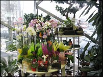 www.floristic.ru - .       - ?