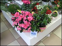 www.floristic.ru - Флористика. Экспонировать витрину и товар в ЦВЕТОЧНОМ магазине-это как?