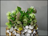 www.floristic.ru - .    06-07.04.11