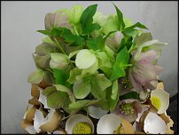 www.floristic.ru - .    06-07.04.11