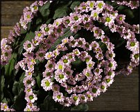 www.floristic.ru - . "Just Chrysanthemum"  )