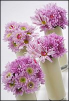 www.floristic.ru - . "Just Chrysanthemum"  )