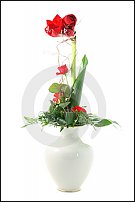 www.floristic.ru - .  .   ?