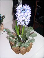 www.floristic.ru - .  .  .     23- 